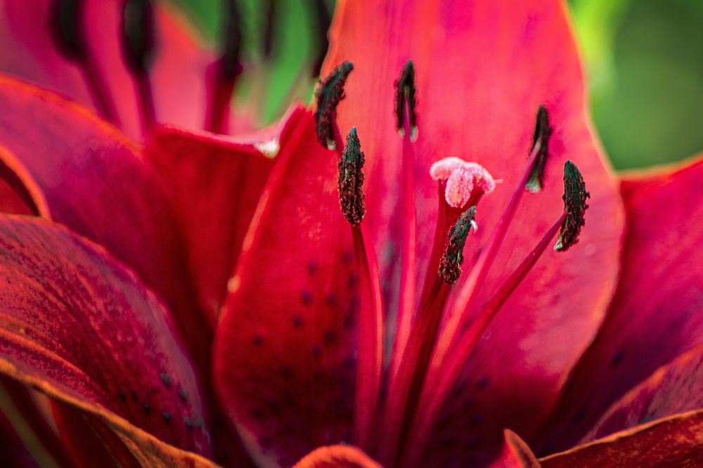 Photograph by Игорь Овсиенко