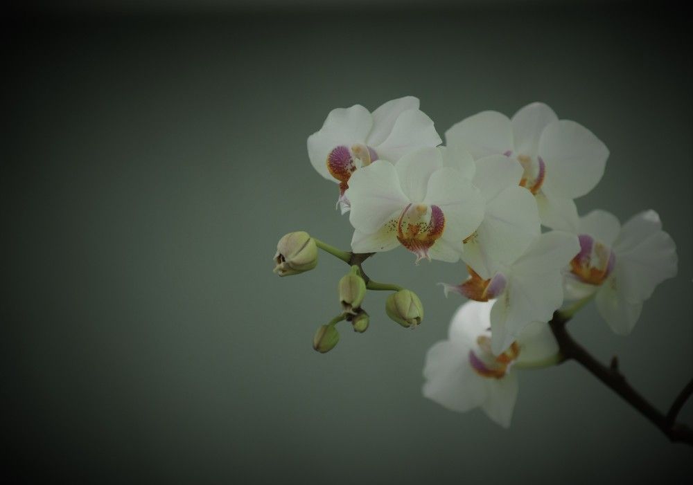 Photograph by Наталья Ченчикова