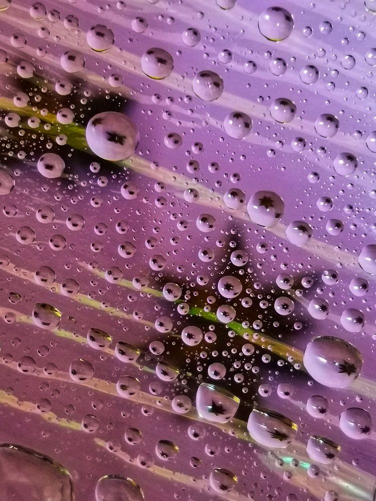 Photograph by Елена Акимова