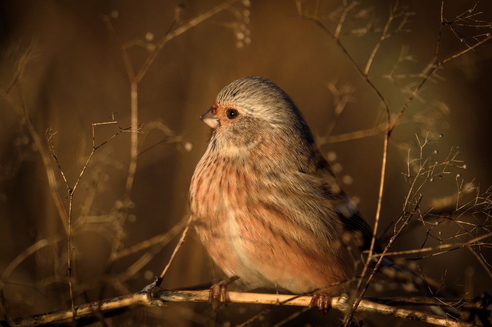 Photograph by Вячеслав Ладанов