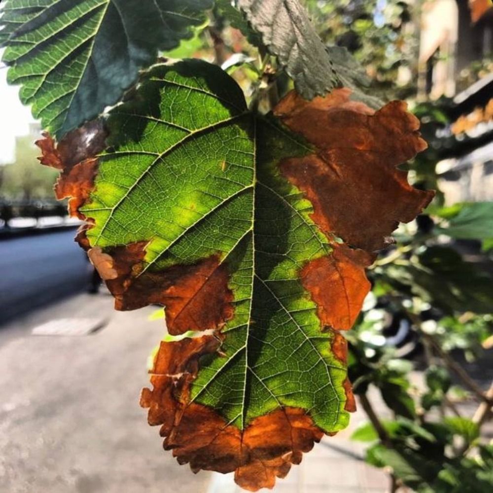 Photograph by Ahad Yasrebi