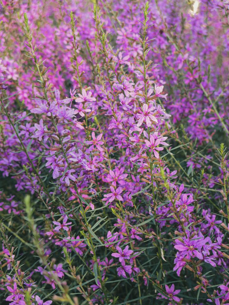 Photograph by Дарья Овсянникова