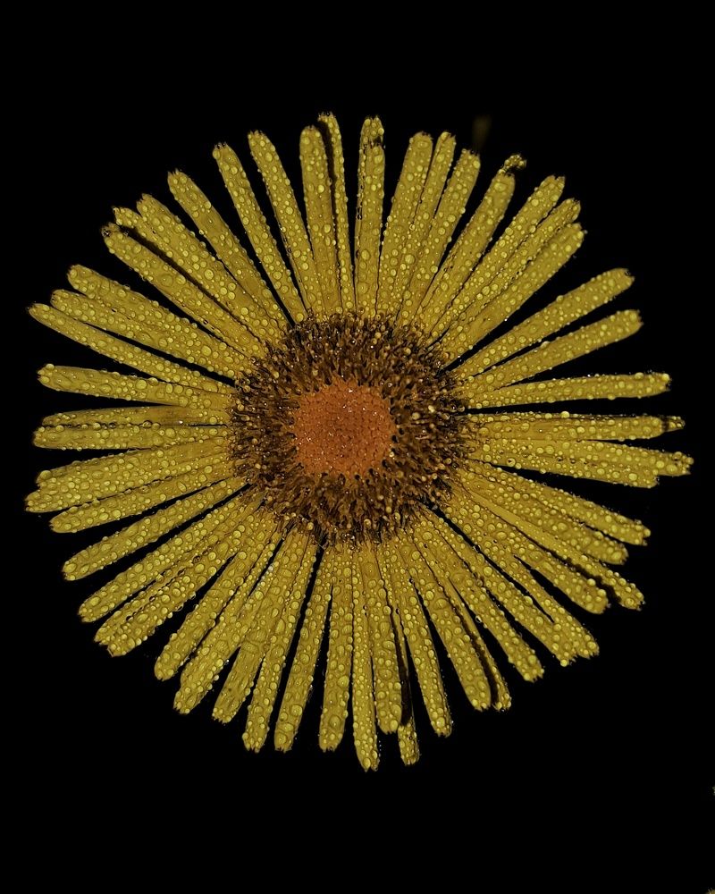 Photograph by Оксана Юдина