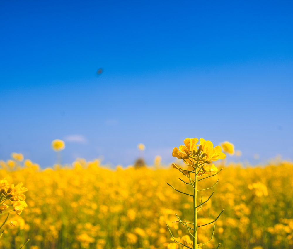 Yellow mustard flower