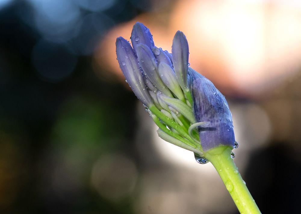 Wet blue Agapanthus bud