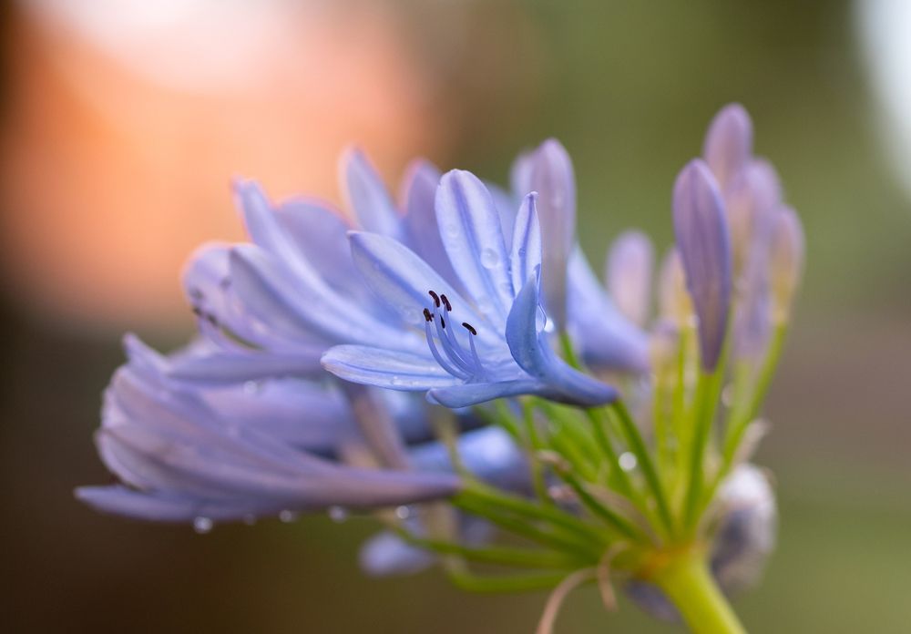 Close up of blue Agapanthus