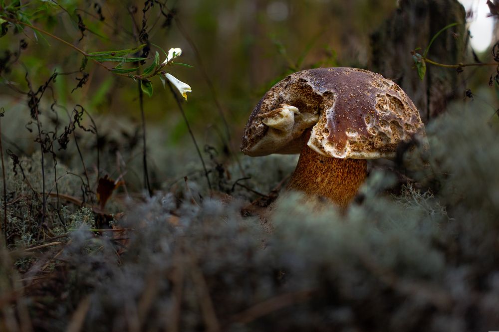 Пожилой боровик