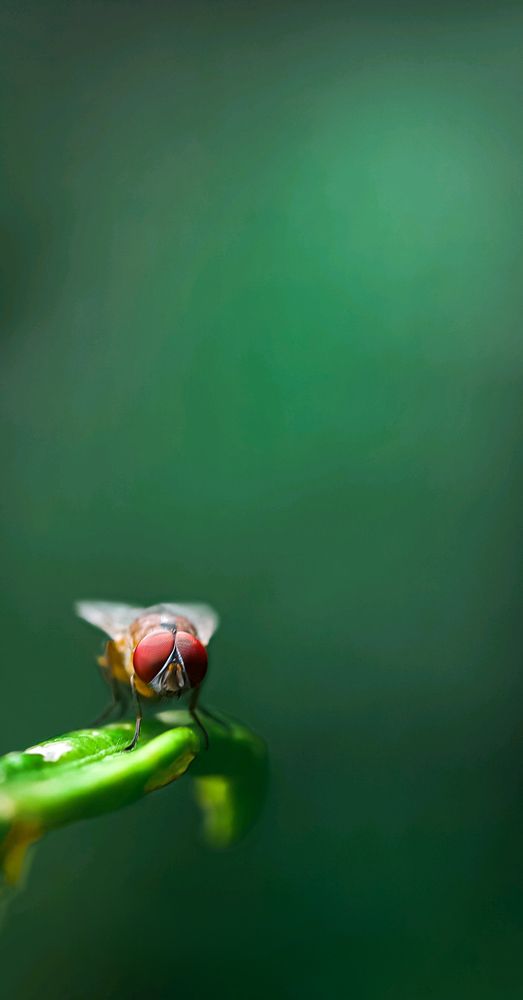 Photograph by Amierul Asyraf