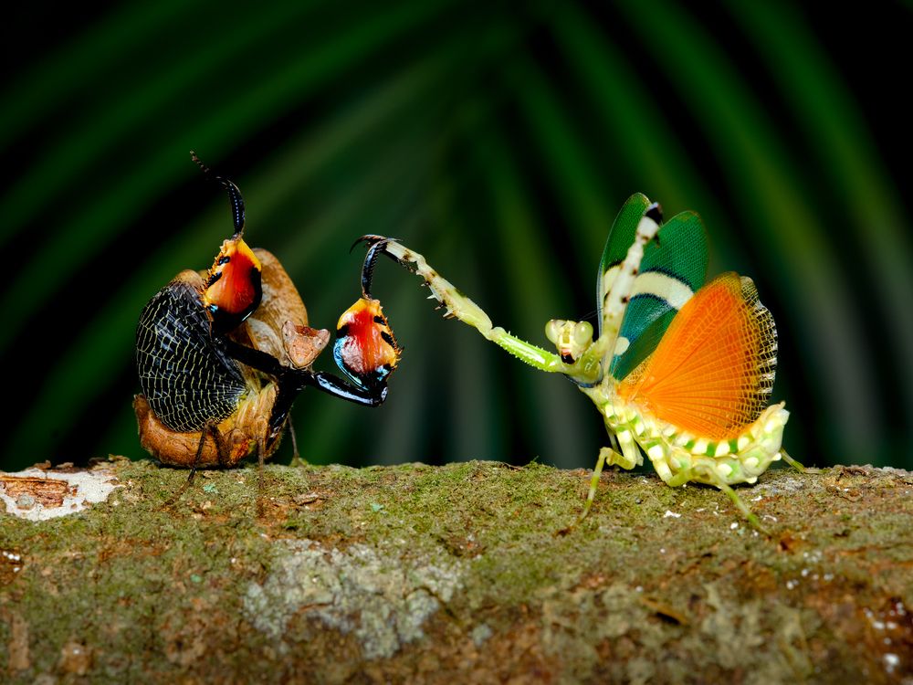 Photograph by Amierul Asyraf