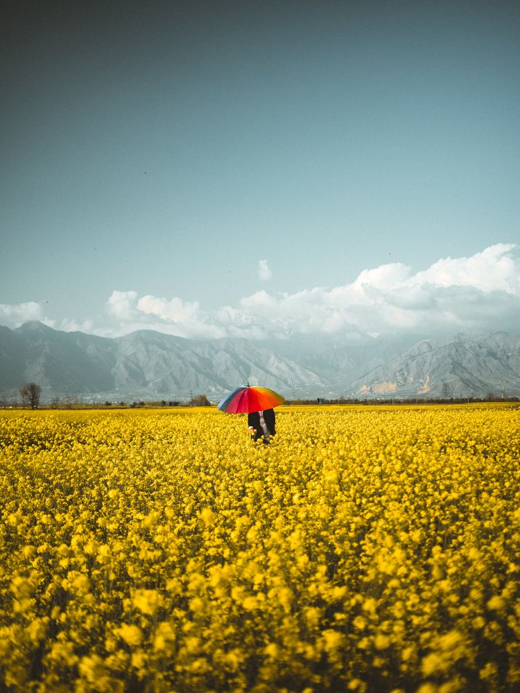 Man in yellow mustard field
