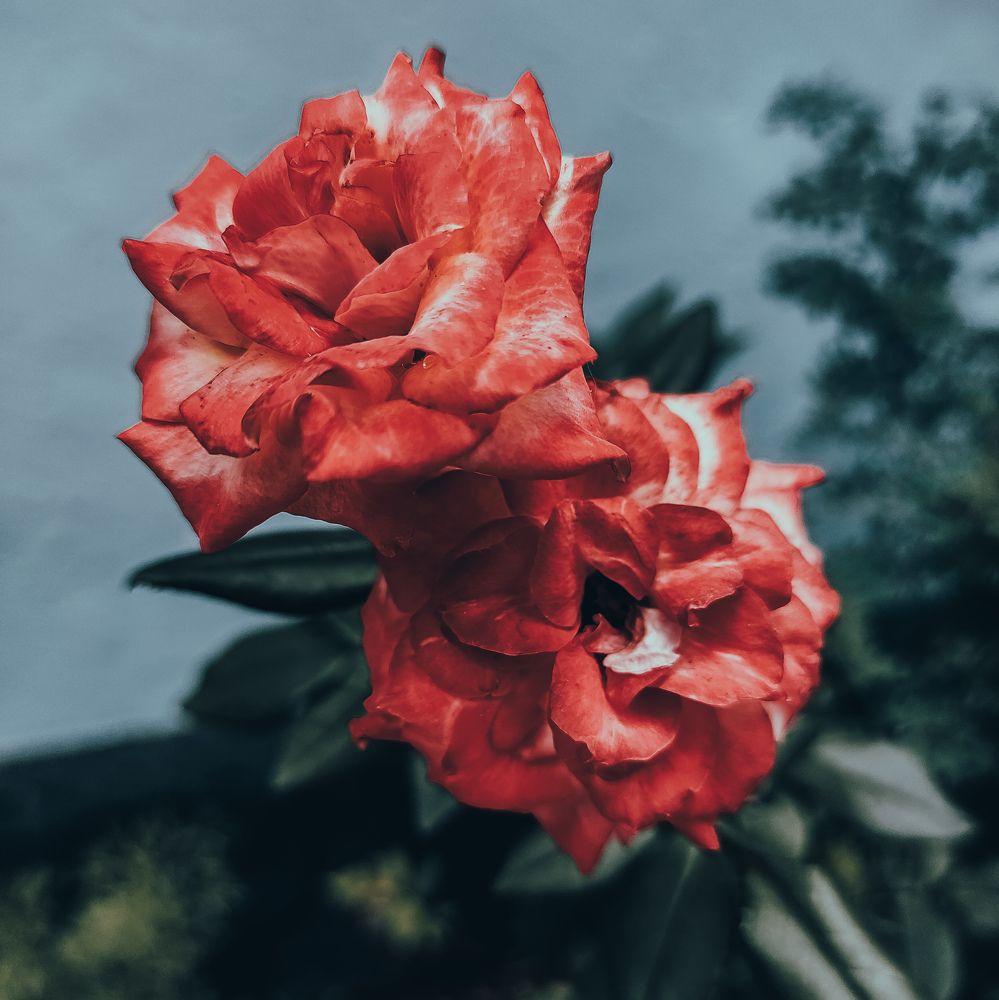 Photograph by Muhammed Junaid A P