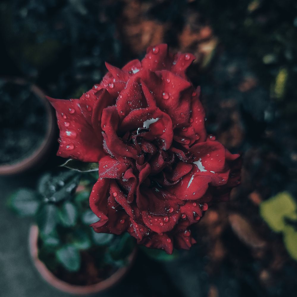 Photograph by Muhammed Junaid A P