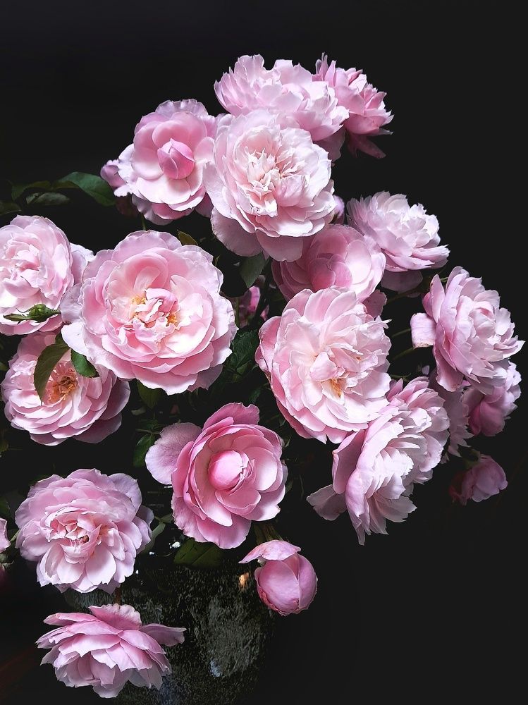 Photograph by NGUYEN LIEN