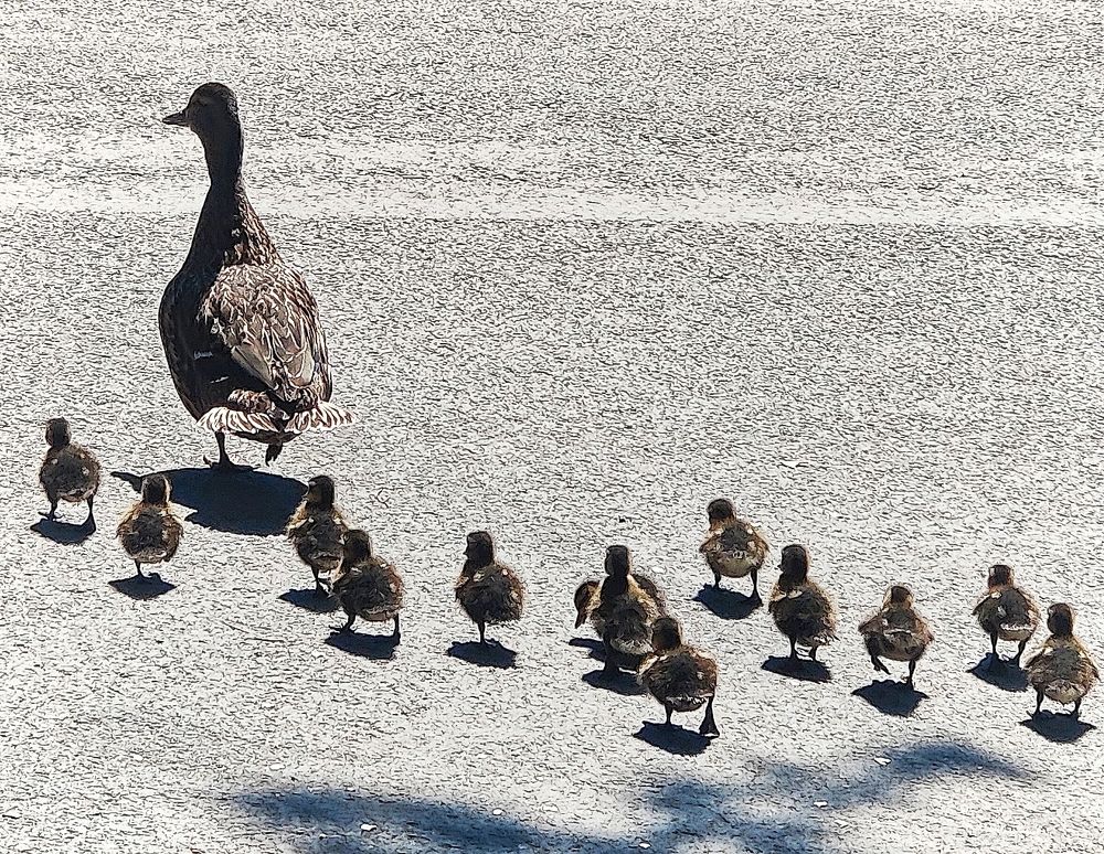 Я и моя тень...