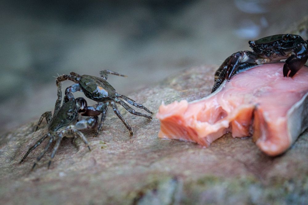 Photograph by Dina Damotseva