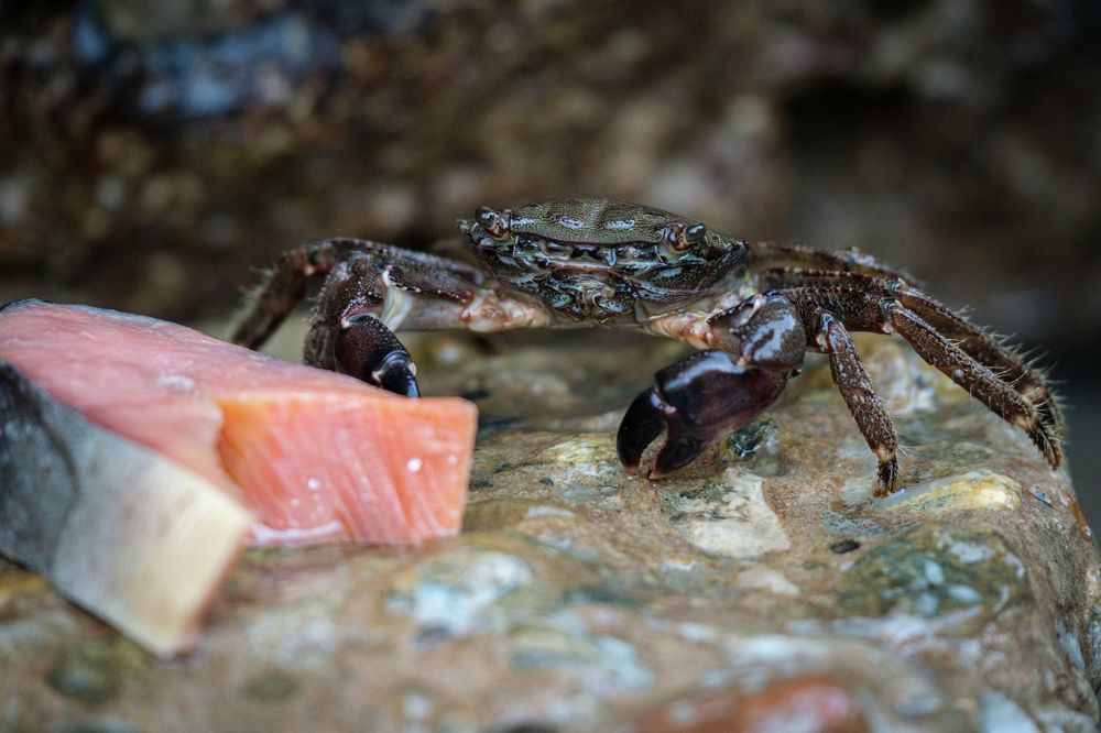 Photograph by Dina Damotseva