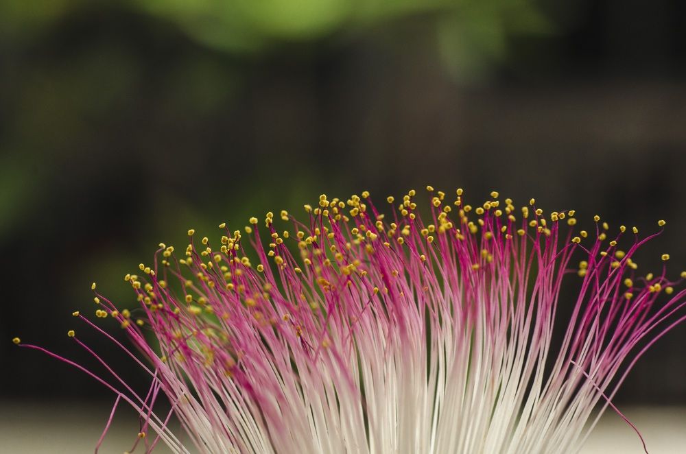 Photograph by Ranjith Kumar