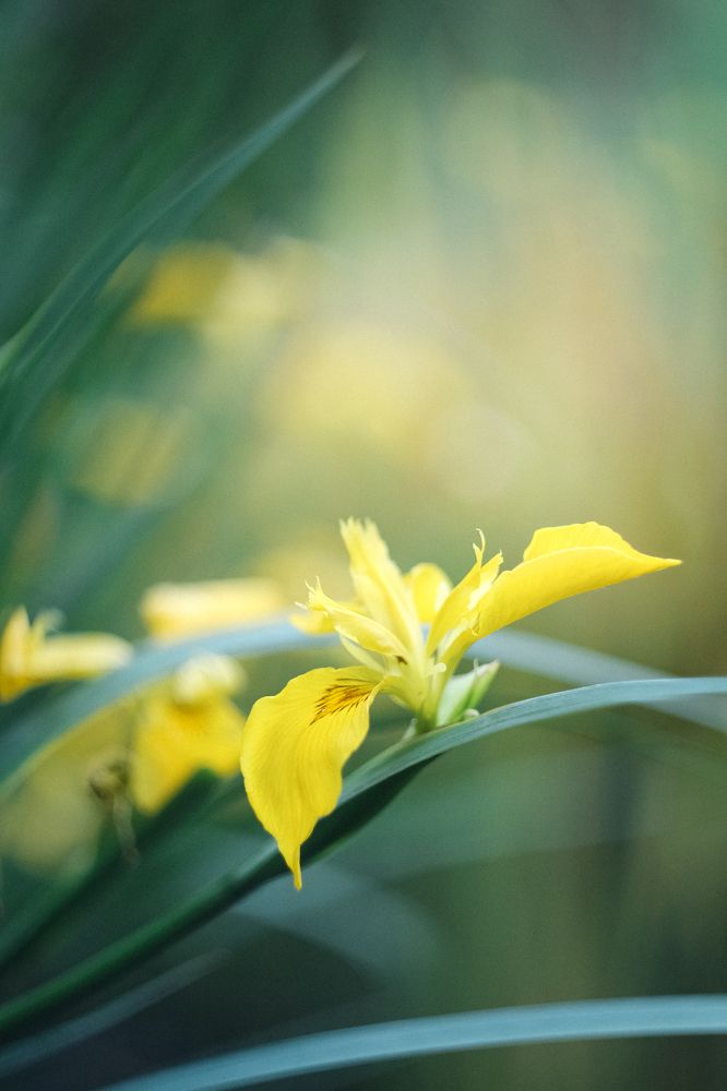 Photograph by Маруся Арбуа