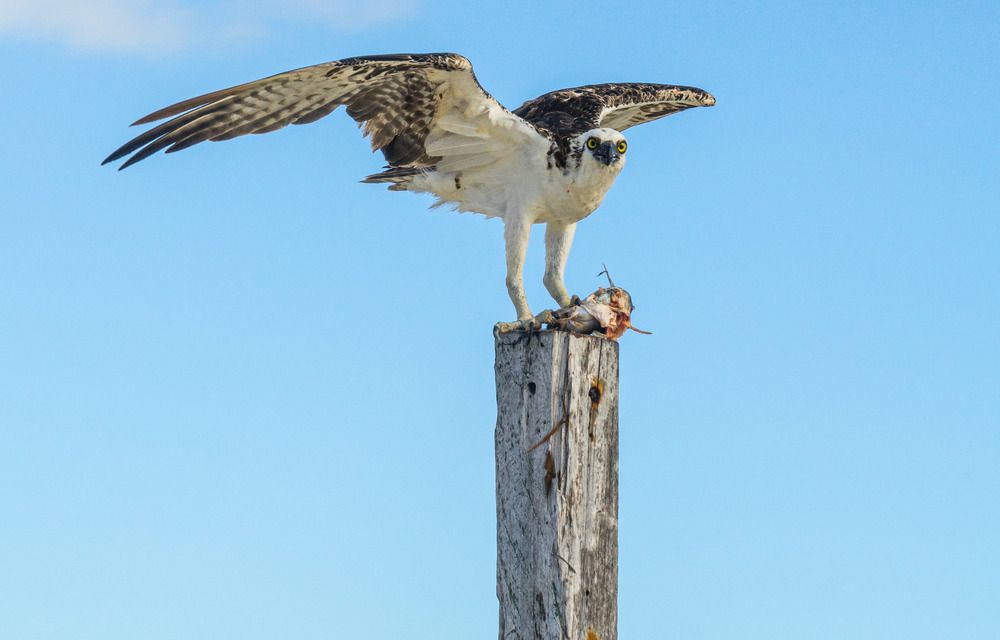 Photograph by Marcos Levy