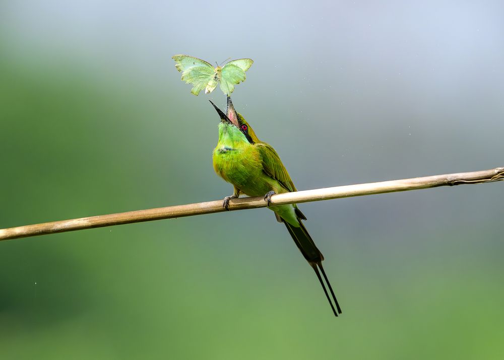 Green bee eater