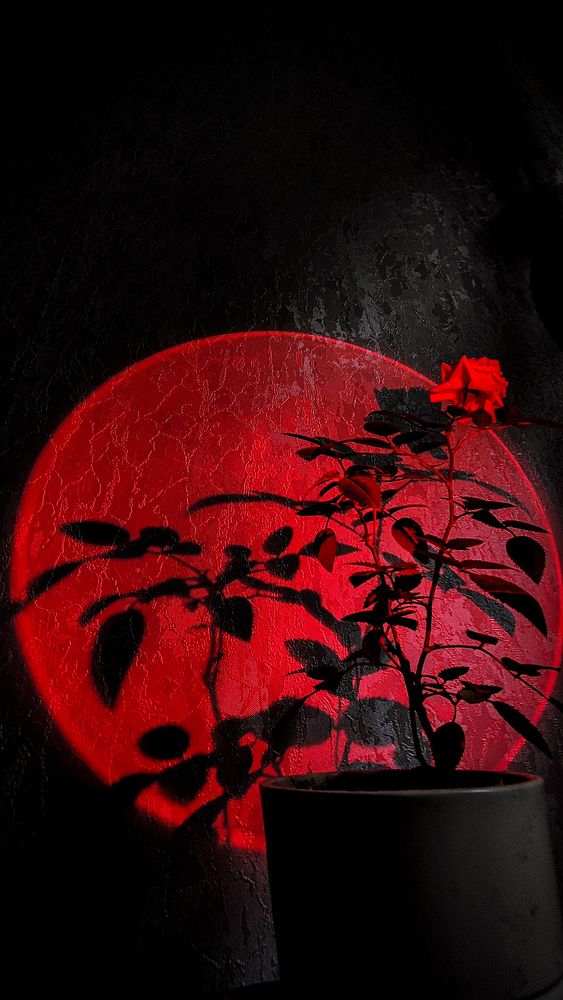 Фотография автора Алиса Исаева