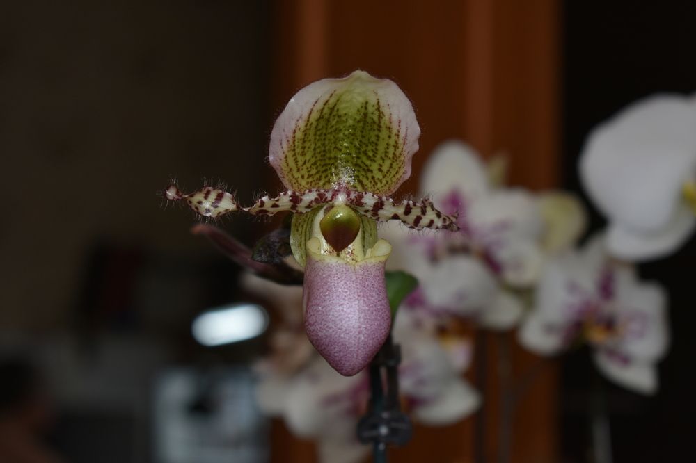 Фотография автора Наталья Сероглазова