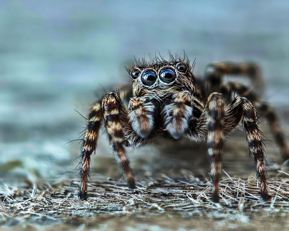 Любопытство