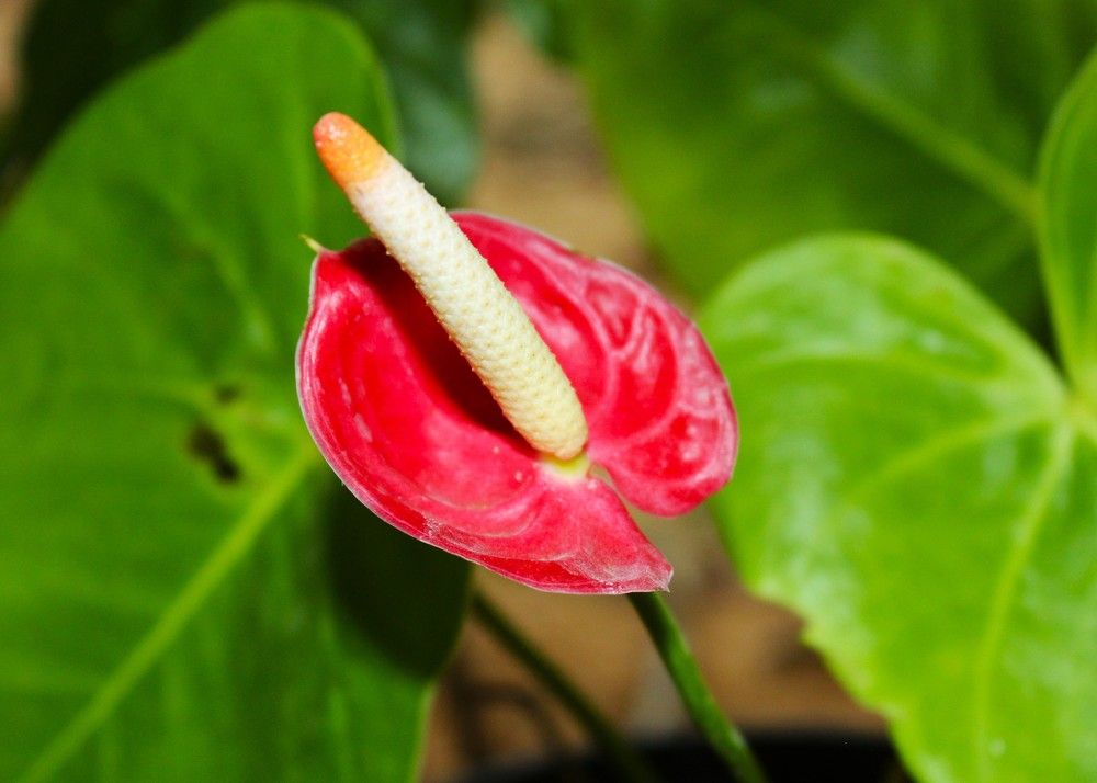 Photograph by Niruthigan Uthayakumar