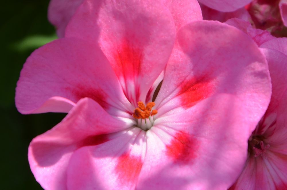 Photograph by Ken Oliver