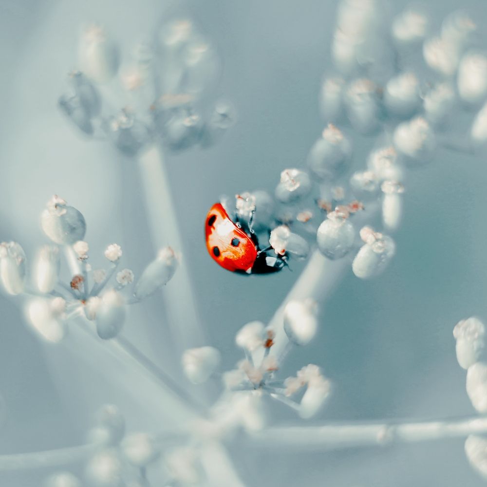 Photograph by Ольга Метлицкая