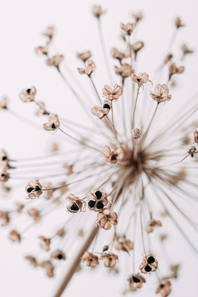 Аллиум - сухоцвет