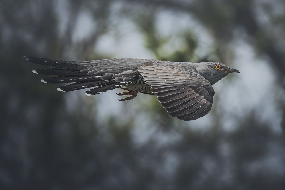 Полет кукушки