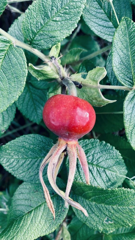 Мобильное фото