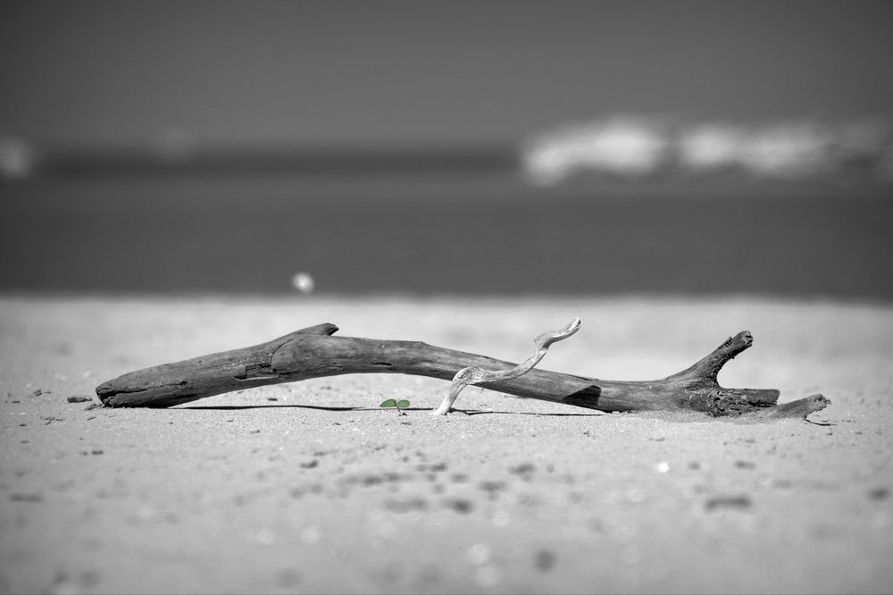 Жизнь сквозь песок.