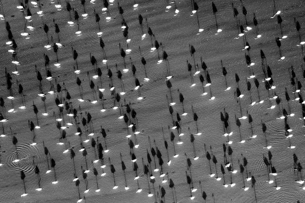 Flamingos of Maharlo Lake