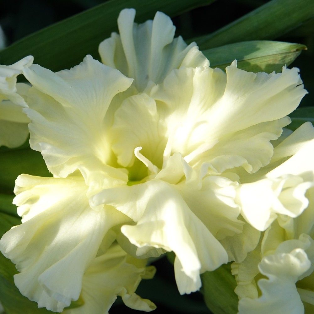 Photograph by jelena konickaja