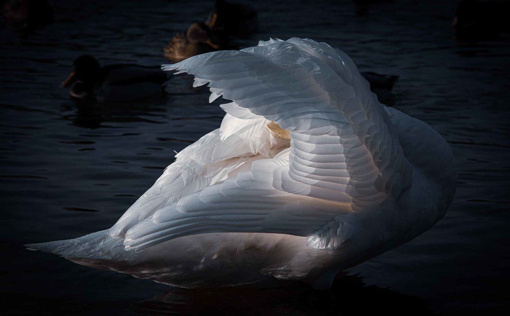 Царевна лебедь. Навеяно Врубелем.