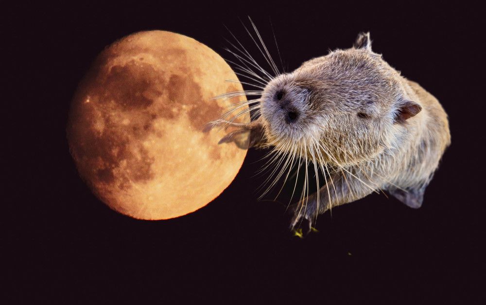 Фотография автора Elena Ku