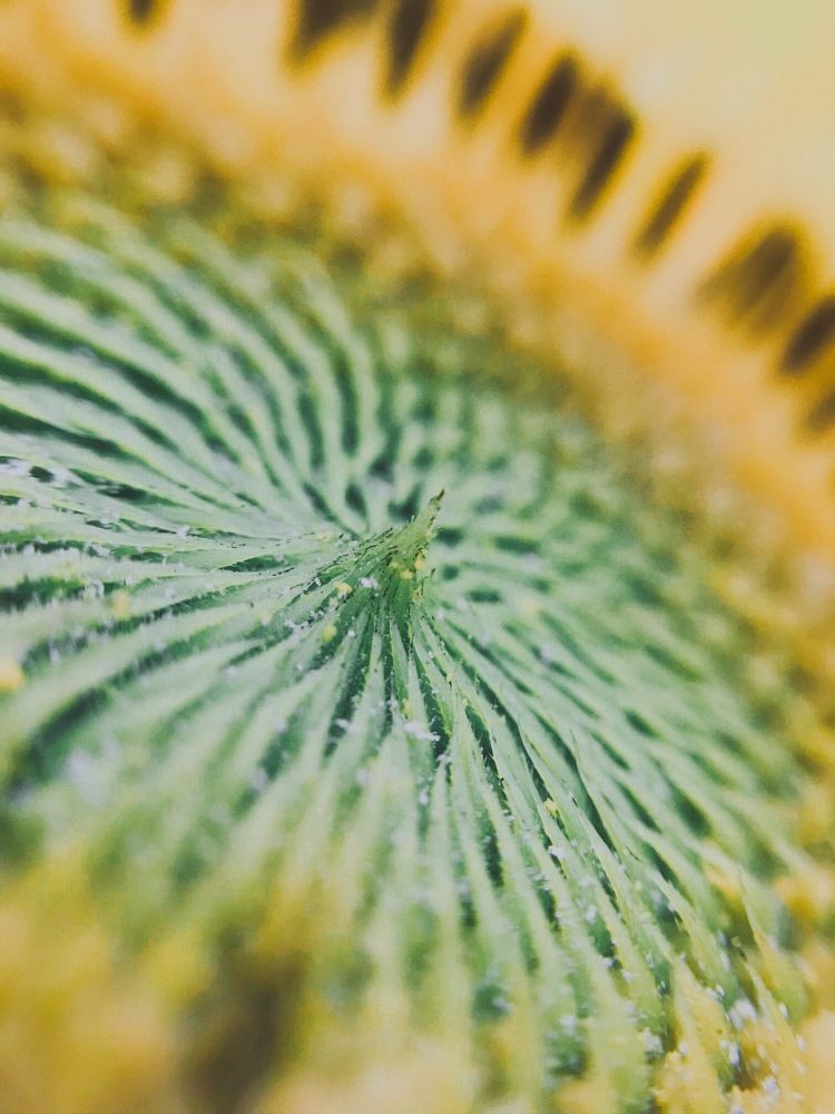 Photograph by Sr. Ma. Jenny Mhy-sy Yasa