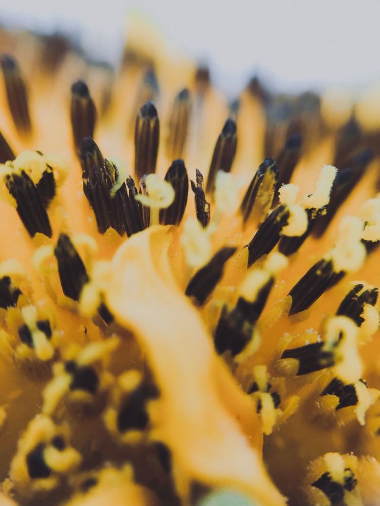 Photograph by Sr. Ma. Jenny Mhy-sy Yasa