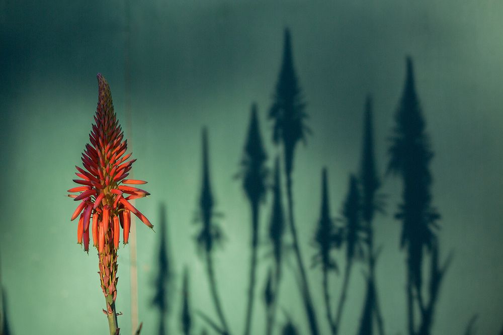 Фотография автора Marina Martorelli