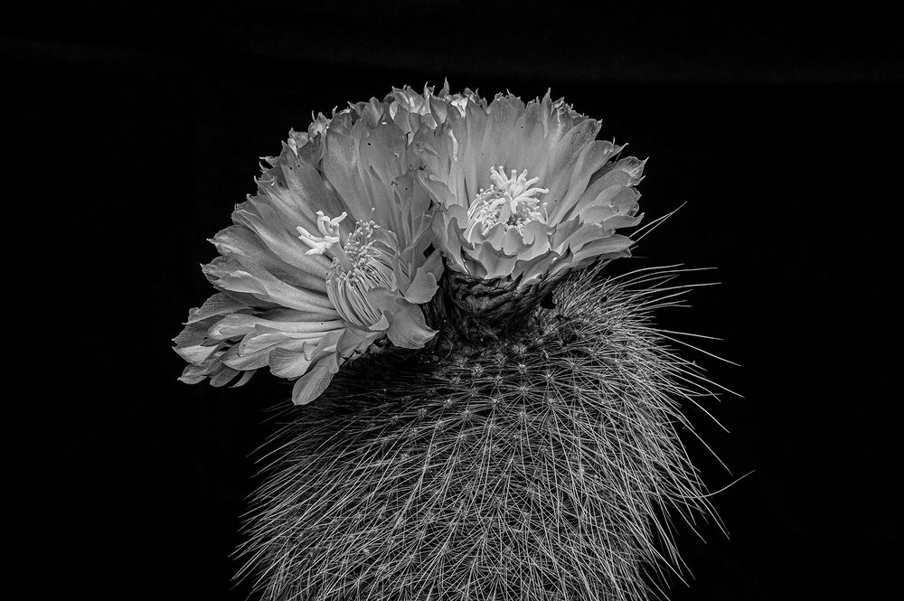 Фотография автора Marina Martorelli