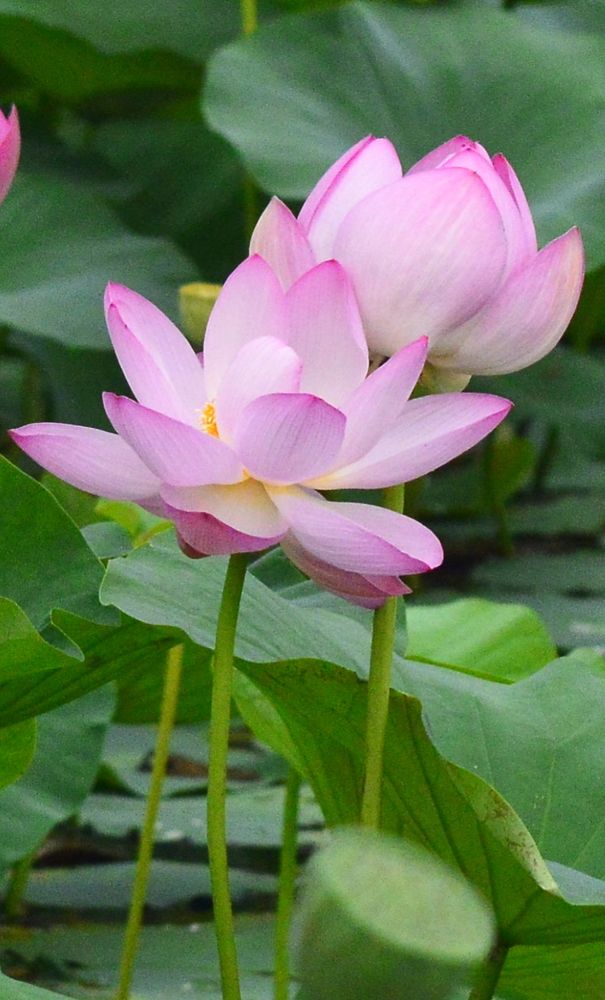 Photograph by Natalia Kopeva