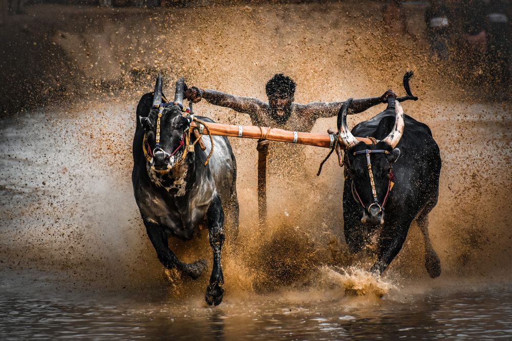 Photograph by Nivedh A M