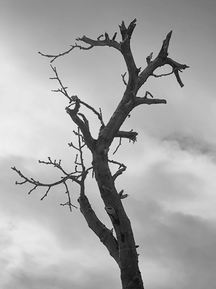 Photograph by Reza Keyvan