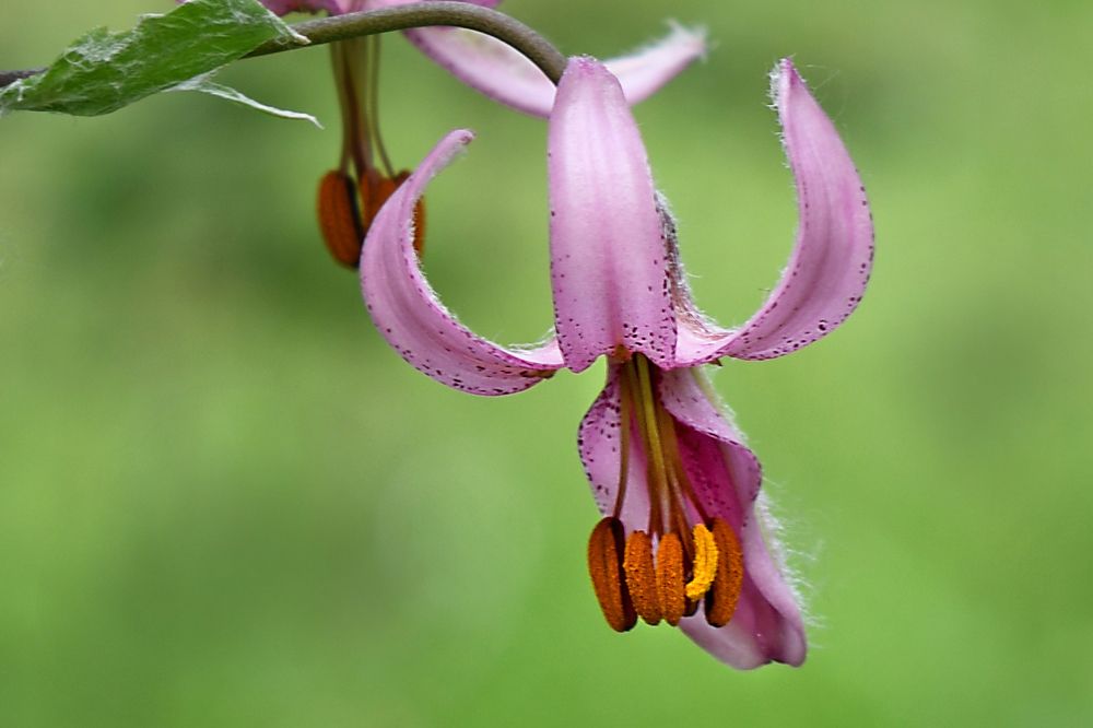 Лилия кудреватая