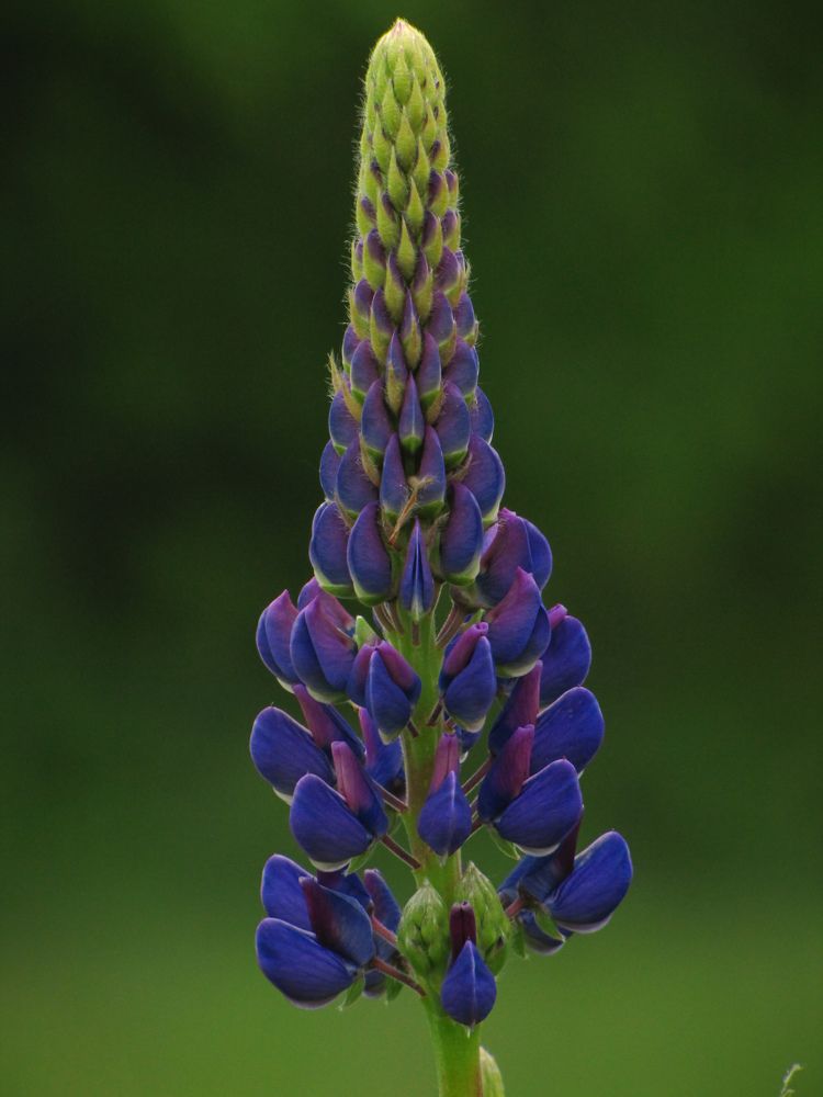 Photograph by Игорь Сухаревич