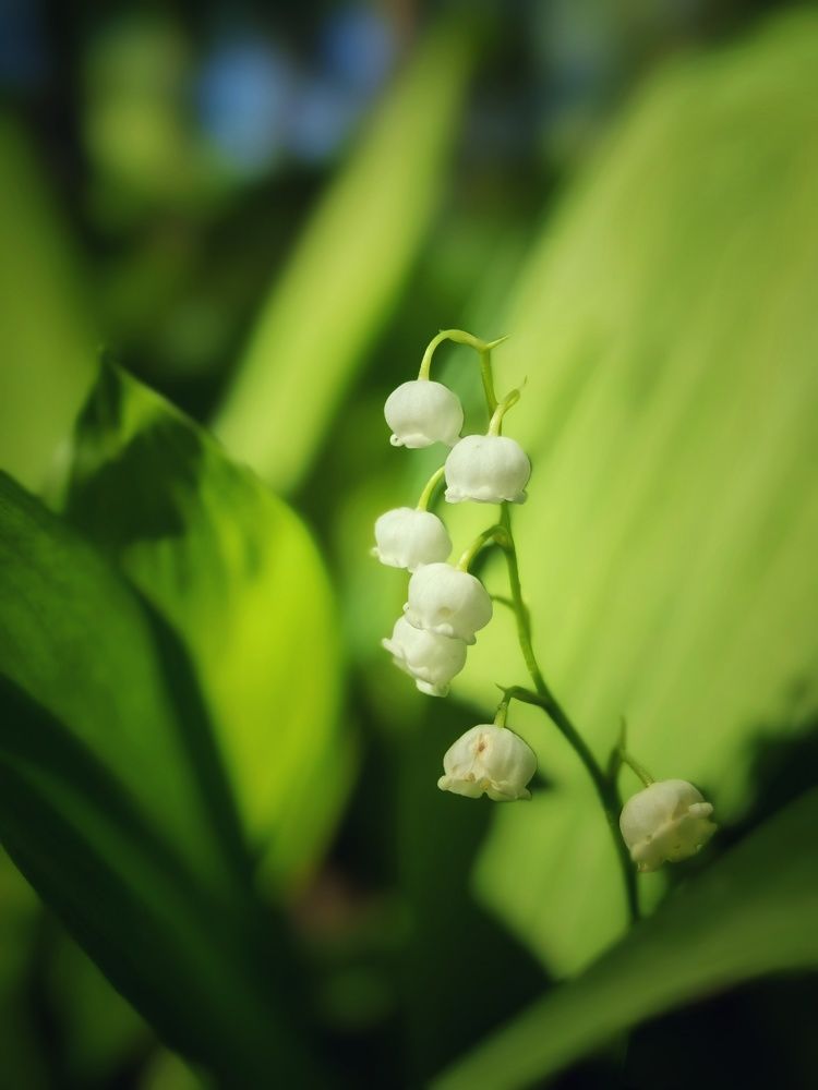 Ранние ландыши