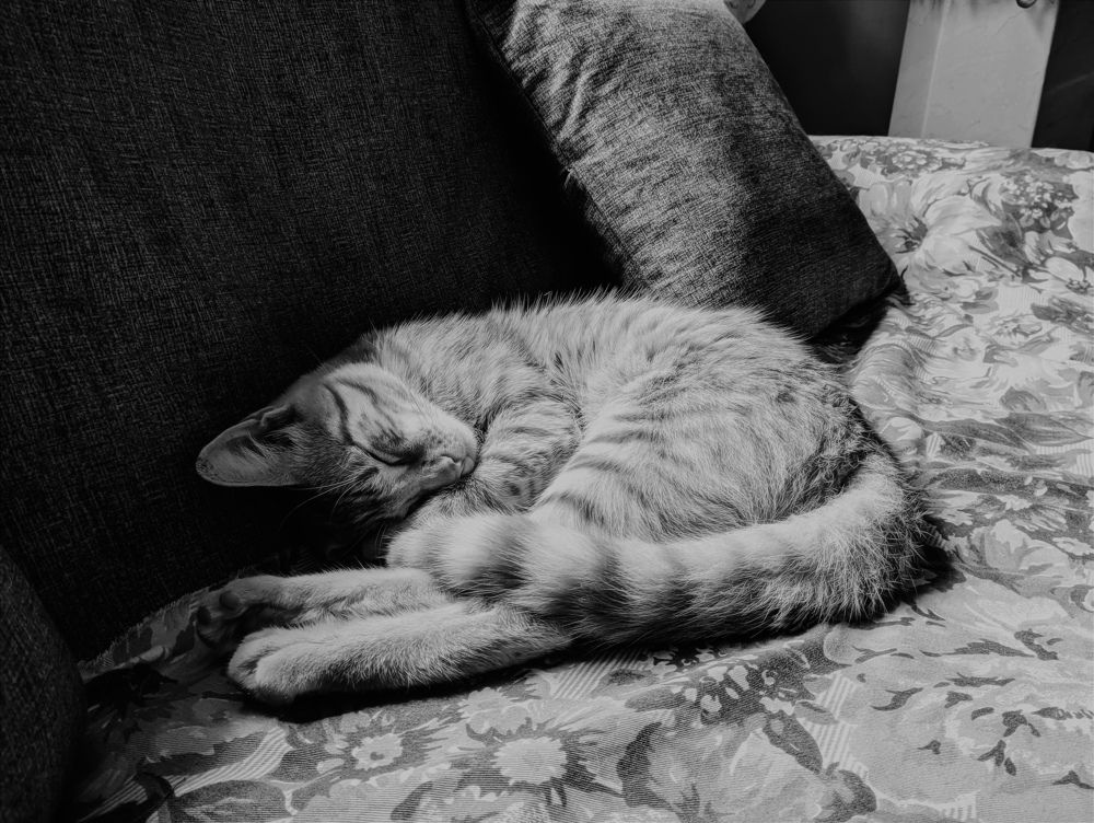 Gatito durmiendo (sleeping kitten)