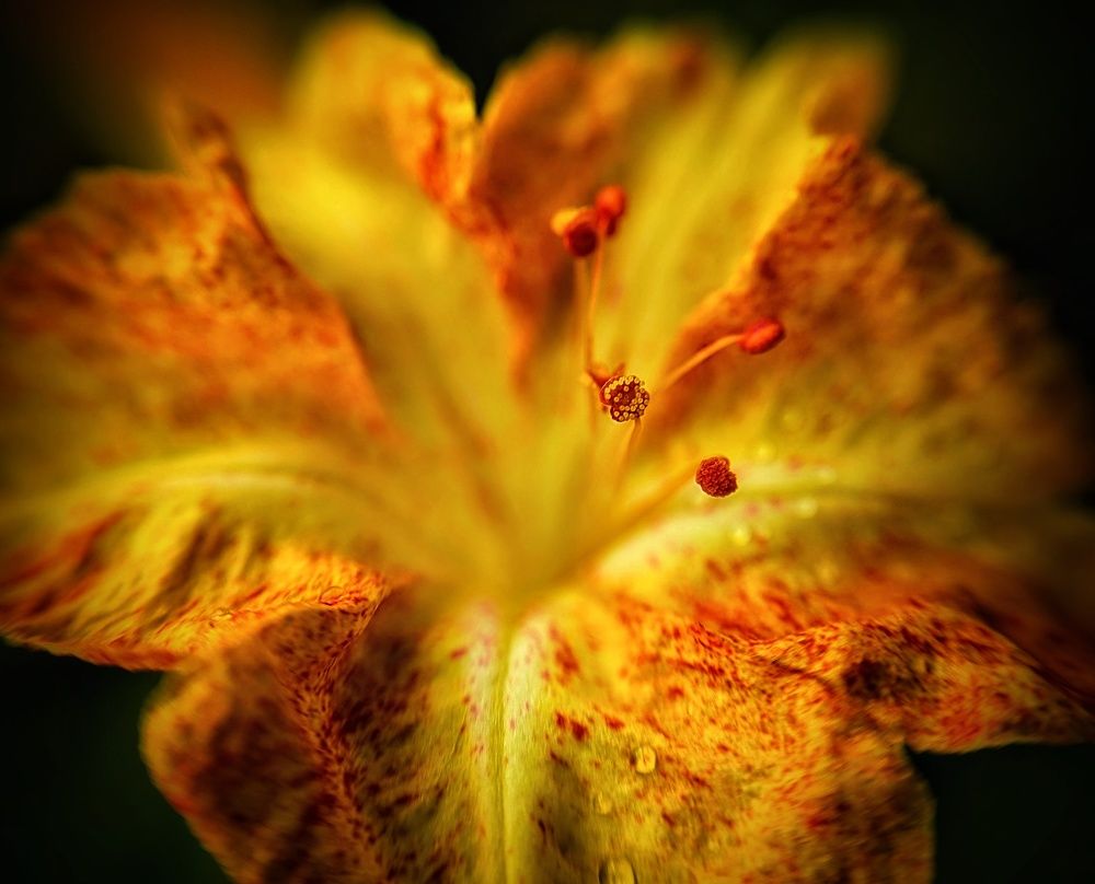 Photograph by AlexaL